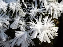 Attēlu rezultāti vaicājumam “Frost Flowers”