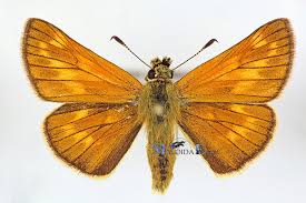 Attēlu rezultāti vaicājumam “Ochlodes sylvanus”