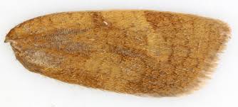 Attēlu rezultāti vaicājumam “Aphelia viburniana”