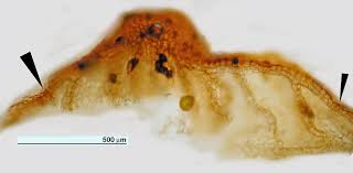 Attēlu rezultāti vaicājumam “Conocephalum conicum”