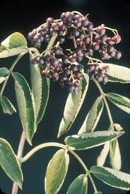 Attēlu rezultāti vaicājumam “Sambucus nigra leaf”