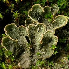 Attēlu rezultāti vaicājumam “Peltigera”