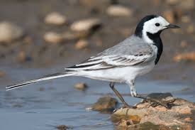 Image result for Motacilla alba