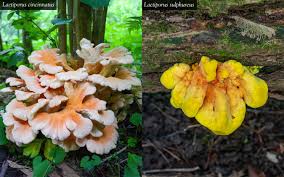 Attēlu rezultāti vaicājumam “Laetiporus sulphureus”