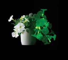 Image result for Petunia