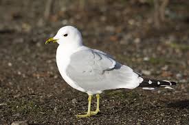 Attēlu rezultāti vaicājumam “Larus canus”