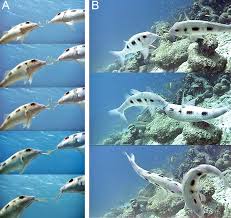 Image result for Pseudupeneus maculatus