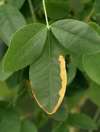 Attēlu rezultāti vaicājumam “Laburnum anagyroides leaf”