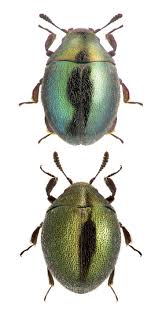 Attēlu rezultāti vaicājumam “Byrrhidae”