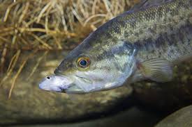 Image result for Micropterus salmoides