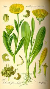 Image result for Calendula officinalis