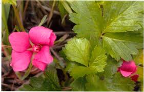 Attēlu rezultāti vaicājumam “Rubus arcticus”