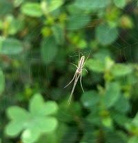 Attēlu rezultāti vaicājumam “Tetragnatha extensa”