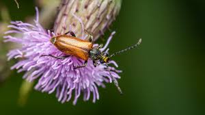 Attēlu rezultāti vaicājumam “Pseudovadonia livida”