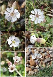 Attēlu rezultāti vaicājumam “Anthyllis maritima leaf”