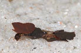 Attēlu rezultāti vaicājumam “Glyphotaelius pellucidus”