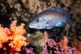 Image result for Tautogolabrus adspersus