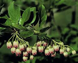 Attēlu rezultāti vaicājumam “Enkianthus campanulatus flower”