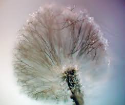 Attēlu rezultāti vaicājumam “Lycogala fuscoolearium macro”