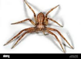 Attēlu rezultāti vaicājumam “Philodromidae”