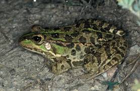 Attēlu rezultāti vaicājumam “Pelophylax juvenile”
