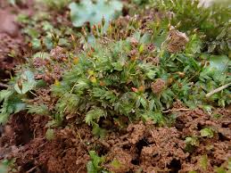 Attēlu rezultāti vaicājumam “Fissidens bryoides”