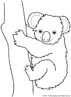 Koala coloring page
