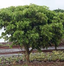 Image result for Litchi chinensis