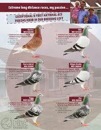 Image result for Abbeyton & Broomfield Racing Pigeons