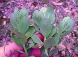 Attēlu rezultāti vaicājumam “Hylotelephium telephium flower”