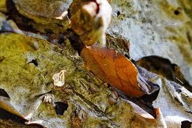 Attēlu rezultāti vaicājumam “Drepanepteryx phalaenoides”