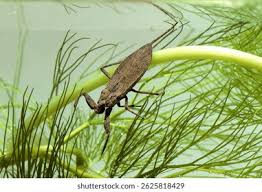 Attēlu rezultāti vaicājumam “Nepa cinerea imago”