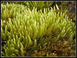 Attēlu rezultāti vaicājumam “Bryum schleicheri”