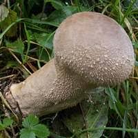 Attēlu rezultāti vaicājumam “Calvatia excipuliformis”