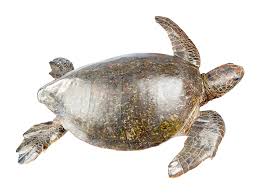 Image result for Chelonia mydas
