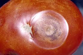 Attēlu rezultāti vaicājumam “Clastodermataceae”