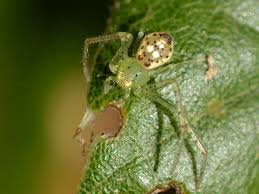 Attēlu rezultāti vaicājumam “Thomisidae”