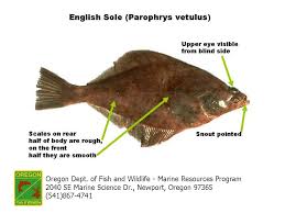Image result for Parophrys vetulus