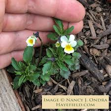 Attēlu rezultāti vaicājumam “Viola arvensis bud”