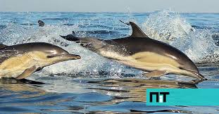 Image result for massacre golfinhos dinamarca
