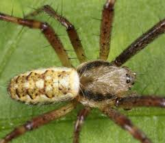 Attēlu rezultāti vaicājumam “Argiope bruennichi female”
