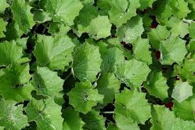 Attēlu rezultāti vaicājumam “Tussilago farfara leaf”