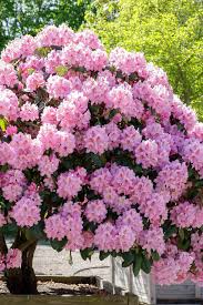 Attēlu rezultāti vaicājumam “rhododendron”