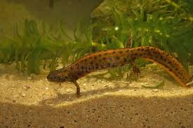 Attēlu rezultāti vaicājumam “Triturus vulgaris female”