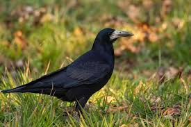 Attēlu rezultāti vaicājumam “Corvus frugilegus”