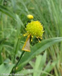 Attēlu rezultāti vaicājumam “Ranunculus lingua bud”