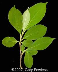 Attēlu rezultāti vaicājumam “Aronia melanocarpa leaf”