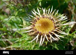 Attēlu rezultāti vaicājumam “Carlina vulgaris flower”