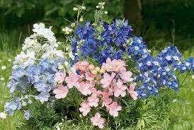 Image result for Delphinium