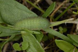 Attēlu rezultāti vaicājumam “Lycaena hippothoe underside”